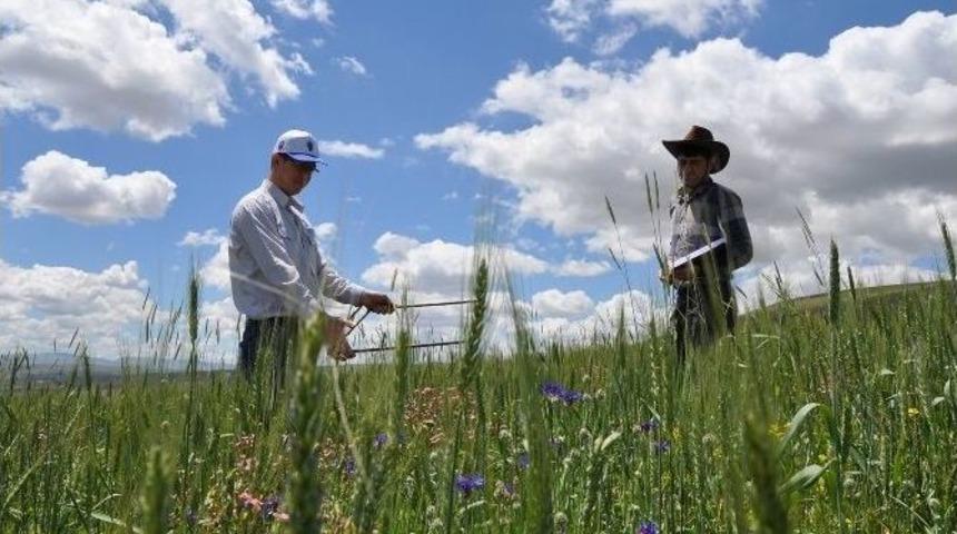 Gemerek&rsquo;te Hububat Ekili Araziler İnceleniyor
