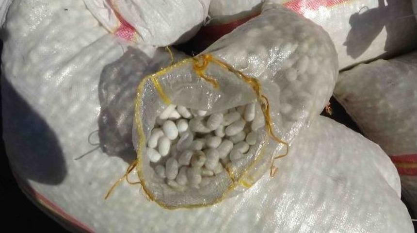 Kulp&rsquo;ta İpek B&ouml;ceği Koza Alımları Başladı