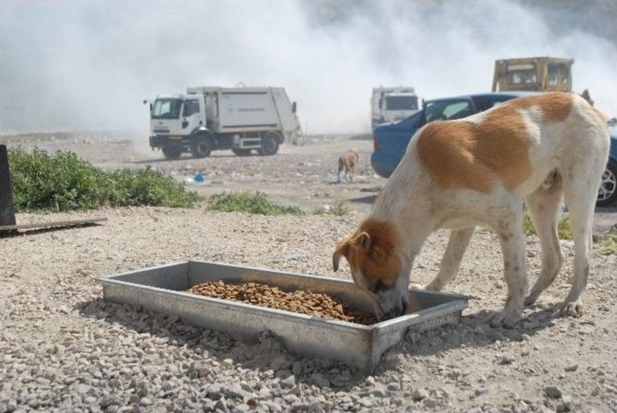 Burdurlu Hayvanseverlerden &Ccedil;&ouml;pl&uuml;kte Yaşayan Hayvanlara Yardım Eli