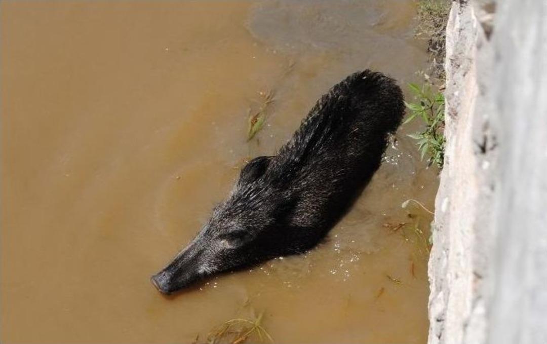 Yeşilırmak&rsquo;taki Yaban Domuzu G&ouml;renleri Şaşırttı