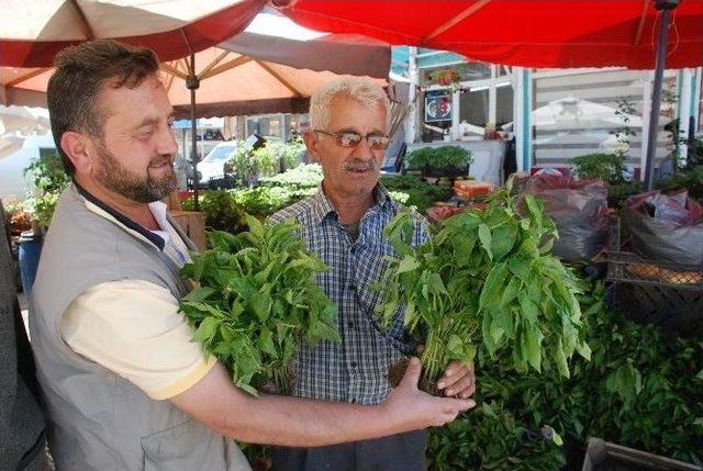 Doludan Zarar Gören Çiftçi Yeninden Fide Dikiyor