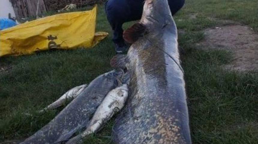 Hobi Olarak Başladı, Boyundan B&uuml;y&uuml;k Balık Yakaladı