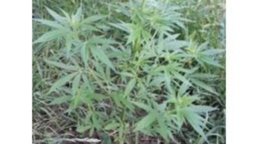 &Ccedil;aycuma&rsquo;da 50 K&ouml;k Kenevir Ele Ge&ccedil;irdi