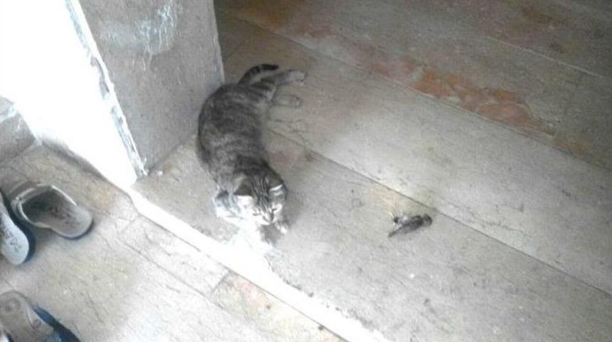 Kedi, &Ouml;len Kuşun Yanından Ayrılmadı