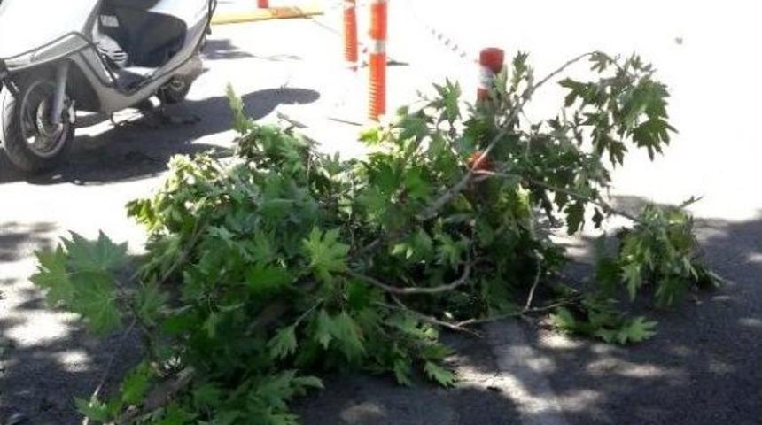 Şiddetli R&uuml;zgar Etkisini G&ouml;sterdi