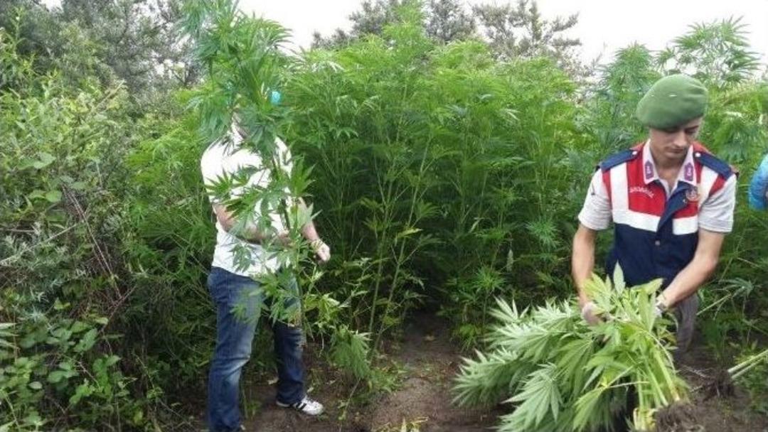 &Ccedil;arşamba&rsquo;da Uyuşturucu Operasyonu