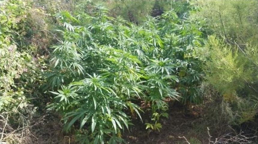 Jandarmadan Kenevir Operasyonu