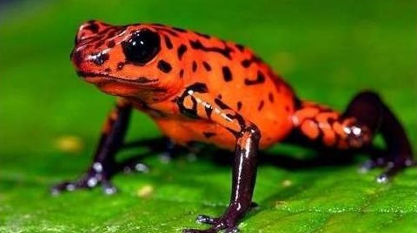 D&uuml;nyanın En Zehirli Kara Hayvanı Aqua Vega&rsquo;da