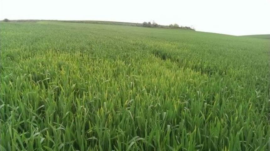 &Uuml;retici De Tedarikci De Buğdaydan Memnun