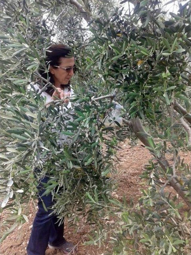 Aydın’da Zeytin Sineği Popülasyon Takibi Başladı