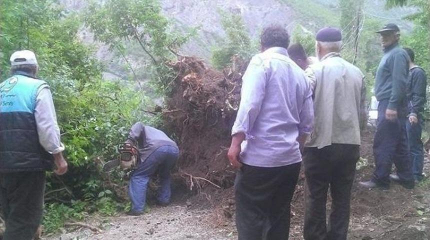 İspir’de Fırtına Ağaçları Kökünden Söktü
