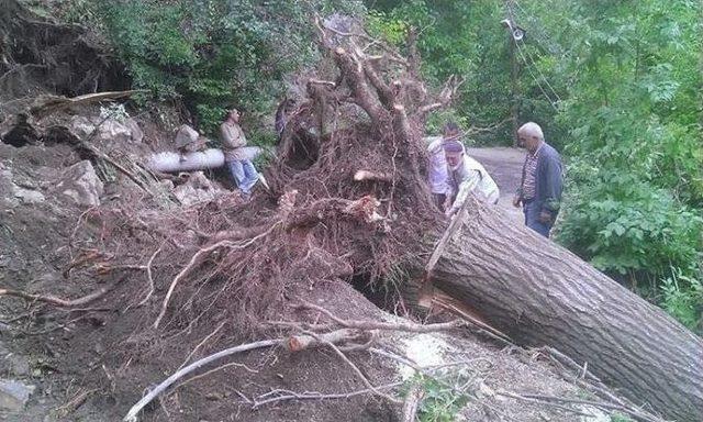 İspir’de Fırtına Ağaçları Kökünden Söktü