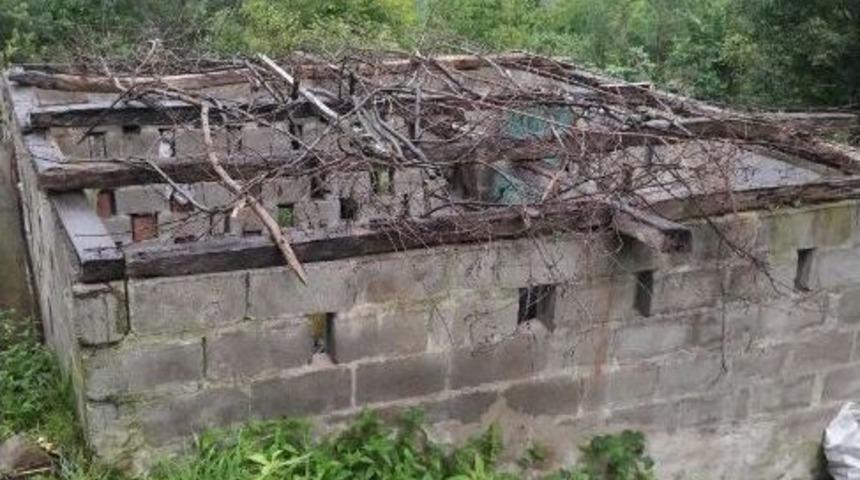 Yeni Ekilen Kenevirler Piyasaya S&uuml;r&uuml;lmeden Yakalandı