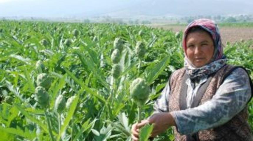 Hasadı Hırsızlar Yaptı... Tarladan 9 Bin K&ouml;k Enginar &Ccedil;alındı