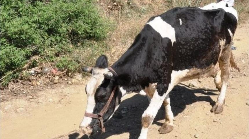 50&rsquo;ye Yakın B&uuml;y&uuml;kbaş Hayvan "&ccedil;i&ccedil;ek" Nedeniyle İtlaf Edildi