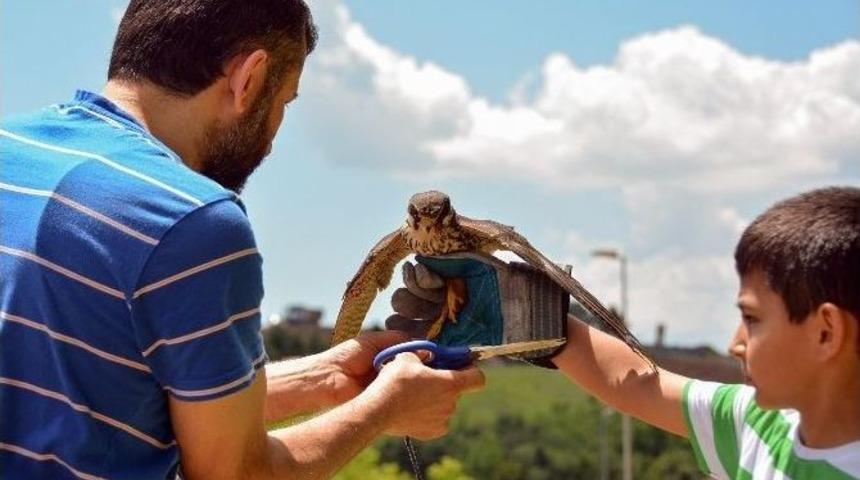 &Uuml;niversitede Bakılan Doğan Doğaya Bırakıldı
