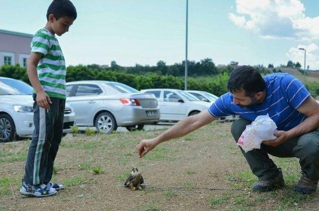 Üniversitede Bakılan Doğan Doğaya Bırakıldı