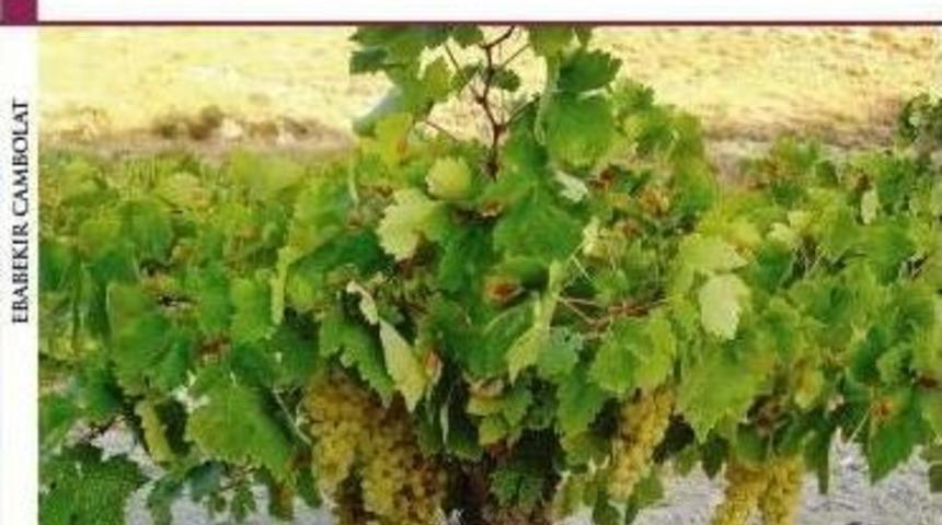 Gen&ccedil; Yazar Ebabekir Cambolat&rsquo;ın Yeni Kitabı &rsquo;hırsız&rsquo; &Ccedil;ıktı