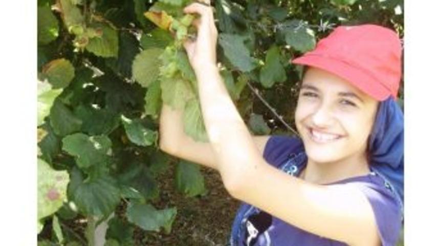 D&uuml;zceli Fındık &Uuml;reticilerine 66 Milyon Tl