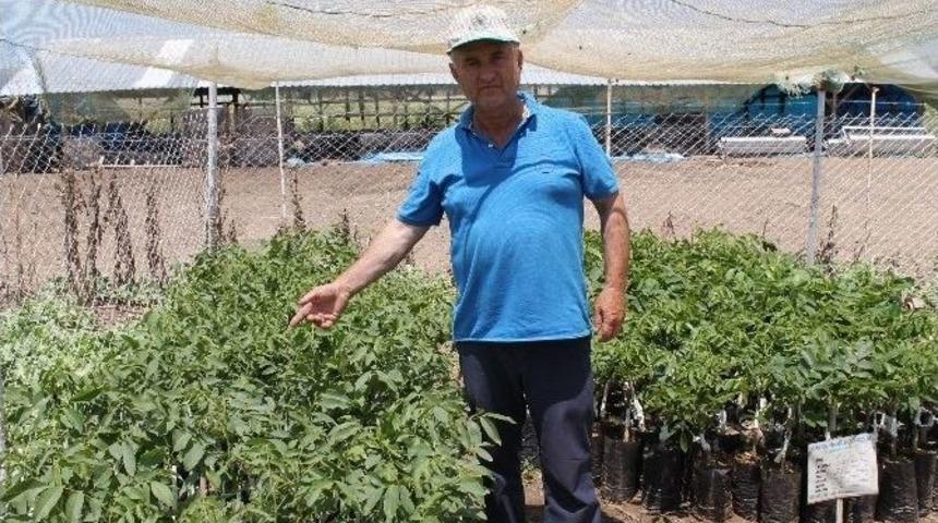 &Ccedil;ift&ccedil;i Cevize Y&ouml;neldi