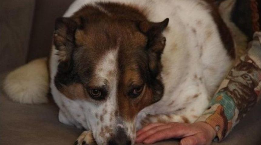 Sessiz &Ccedil;ığlığa Kulak Verin