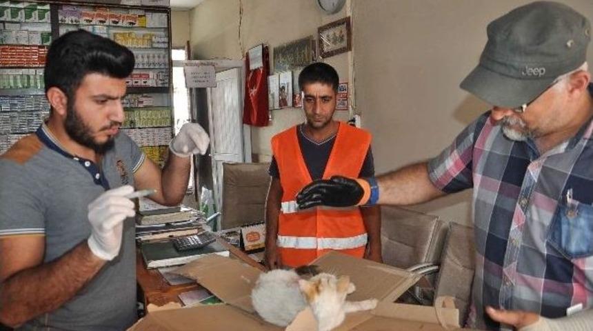 Aracın &Ccedil;arptığı Kedi, Rehabilitasyon Merkezine G&ouml;nderildi