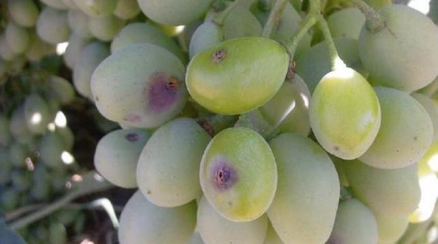 Bağ Salkım G&uuml;vesi Zararlısı İle K&uuml;lleme Hastalığına Karşı İla&ccedil;lama Uyarısı