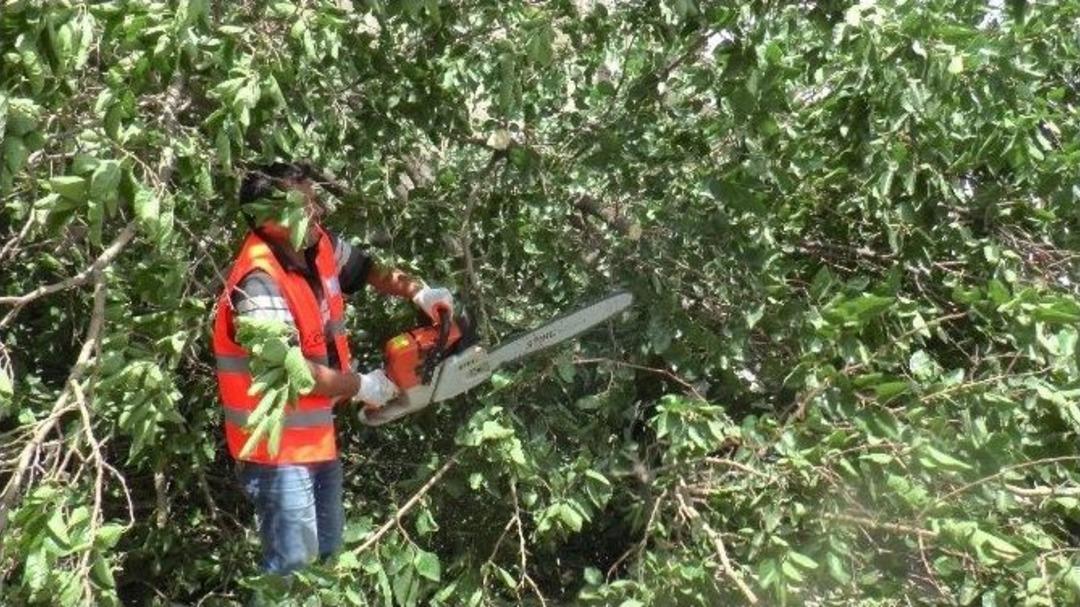 R&uuml;zgarda S&ouml;k&uuml;len Ağa&ccedil; Otomobillerin &Uuml;zerine Devrildi
