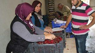 Kiraz Üreticisinin Yüzü Gülüyor