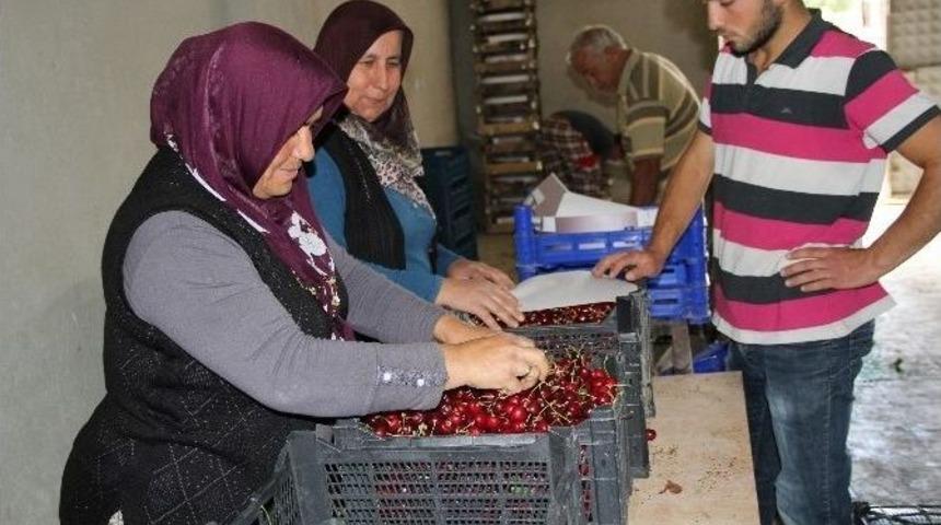 Kiraz Üreticisinin Yüzü Gülüyor