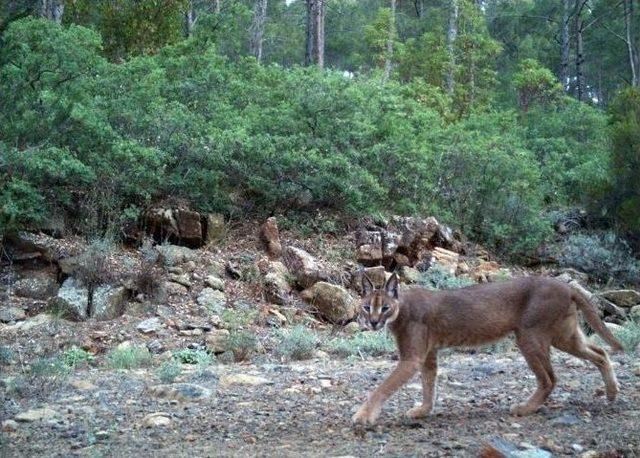 Muğla’da Yaban Hayatı Tehdit Altında