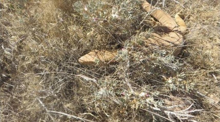 Nesli Tehlikede Olan &Ccedil;&ouml;l Varanı Şanlıurfa&rsquo;da G&ouml;r&uuml;nt&uuml;lendi