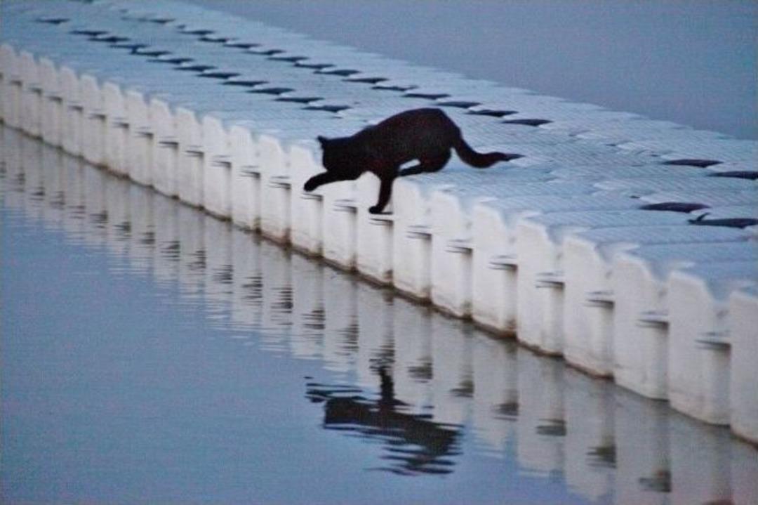 Kara Kedi Balık Peşinde