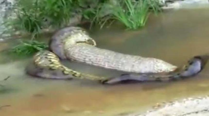 Dev anakondayı b&ouml;yle g&ouml;r&uuml;nt&uuml;ledi