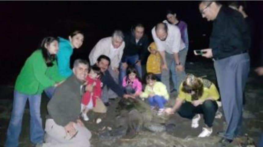 Yeşil Kaplumbağaların Yavrulama S&uuml;reci Başladı