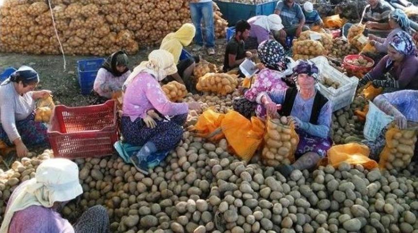 İzmir B&uuml;y&uuml;kşehir &Ouml;demiş&rsquo;ten Patates Alımına Başladı