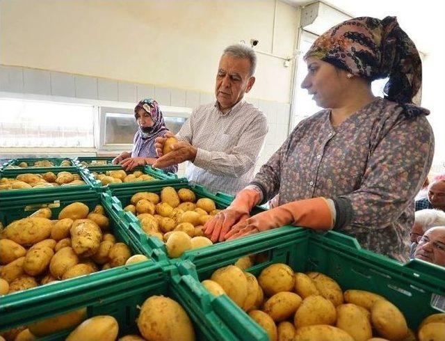 İzmir Büyükşehir Ödemiş’ten Patates Alımına Başladı