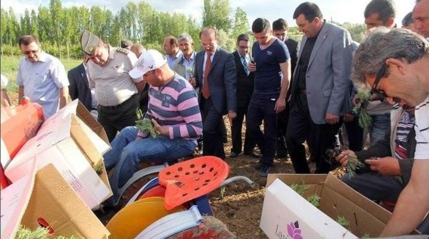 &Ccedil;ayıralan &Ccedil;ift&ccedil;isinin Yeni Gelir Kapısı Lavanta Olacak