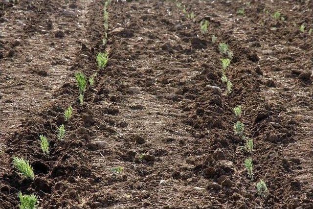 Çayıralan Çiftçisinin Yeni Gelir Kapısı Lavanta Olacak