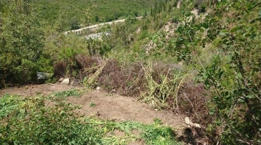 Taşağıl&rsquo;da Kenevir Ve Esrar Operasyonu