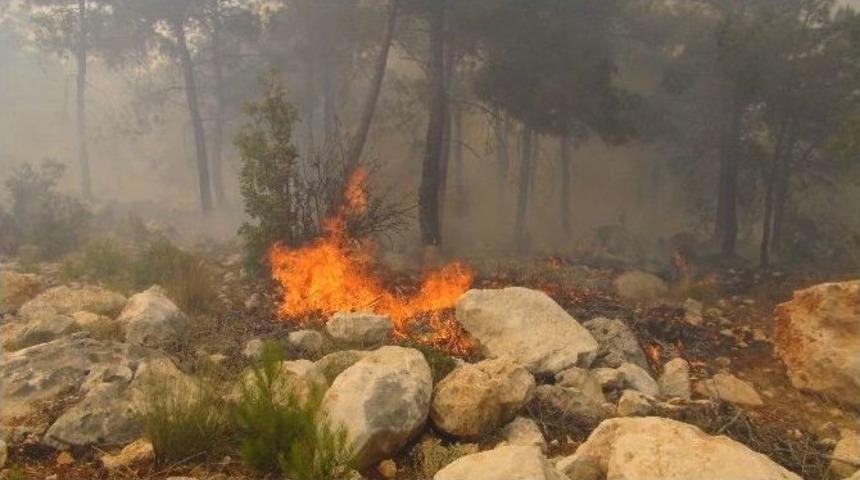 &Ccedil;ay Demledi, 100 D&ouml;n&uuml;ml&uuml;k Kızıl&ccedil;am Ormanını Yaktı