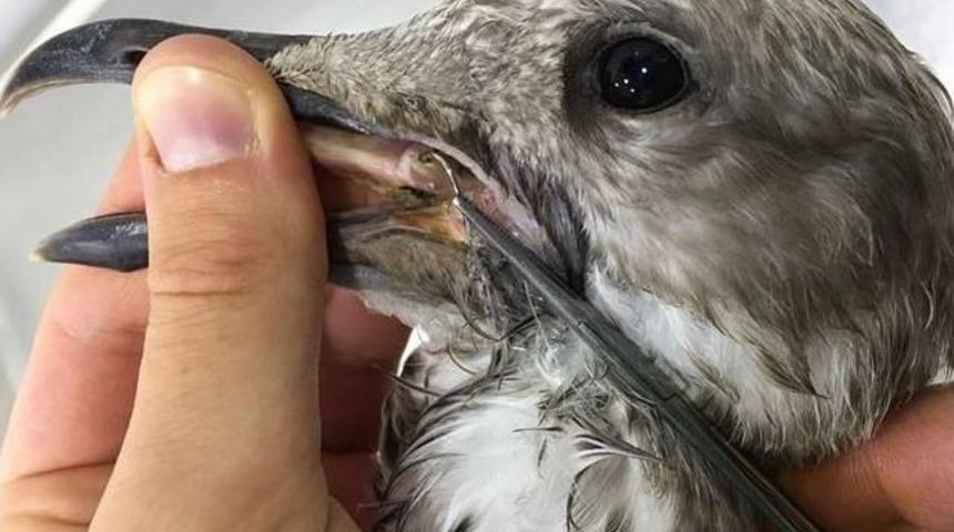 Olta Kancasına Takılan Martı Tedavi Edildi