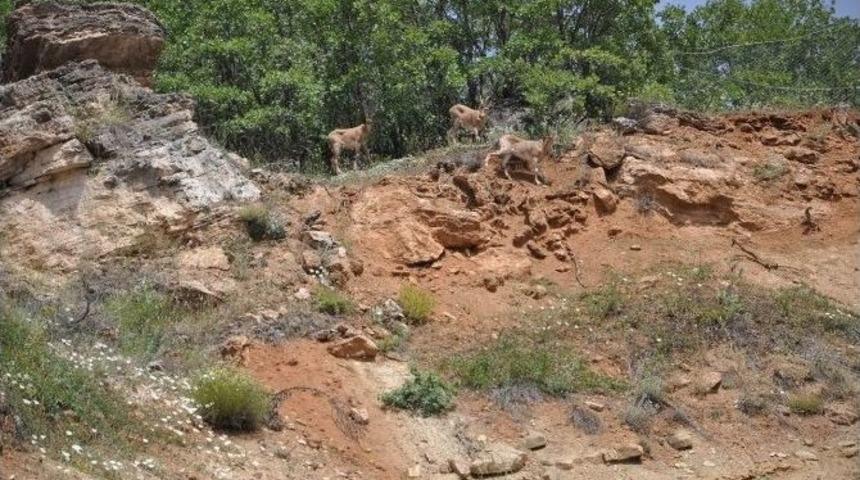 Dağ Ke&ccedil;ileri Şehre İndi