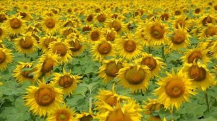 Imı Grubu Ay&ccedil;i&ccedil;eklerde Zararlanmalara Karşı &Ccedil;alışma Başlatıldı