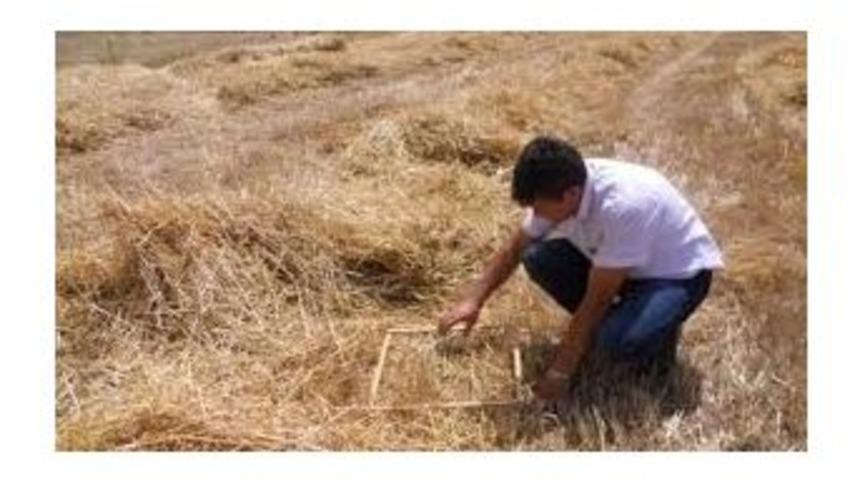 Tarlalarda Hasat Kontrolleri Başladı