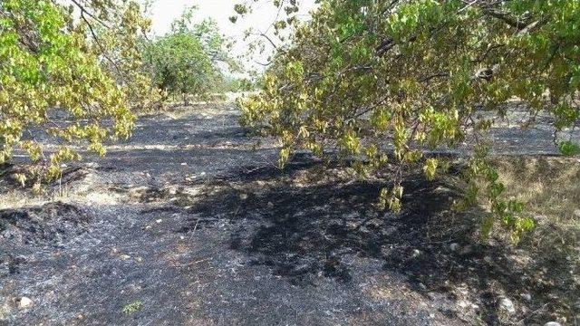 Malatya’da 10 Dönümlük Kayısı Bahçesi Yandı