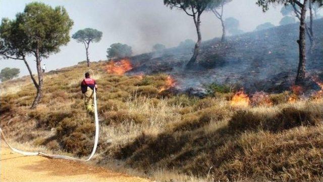 Ayvalık’ta Orman Yangını