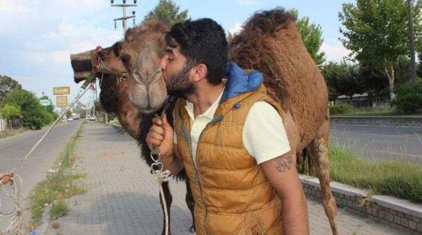 K&ouml;pekle Gezilir Deve İle Gezilmez Mi