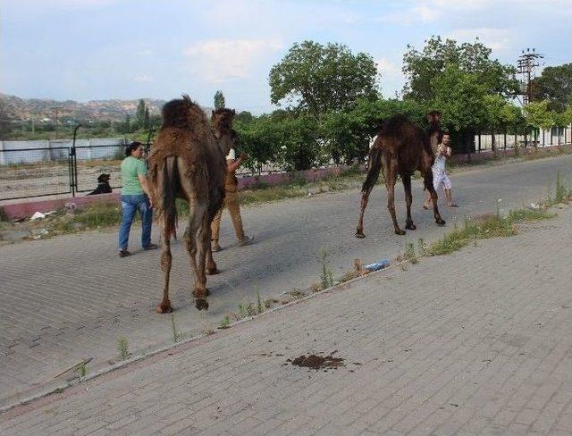 Köpekle Gezilir Deve İle Gezilmez Mi