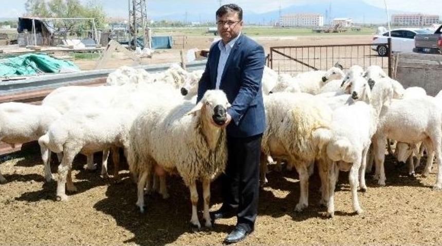 (özel Haber) Verimliliğin Artırılması İçin Koç Katımına Dikkat